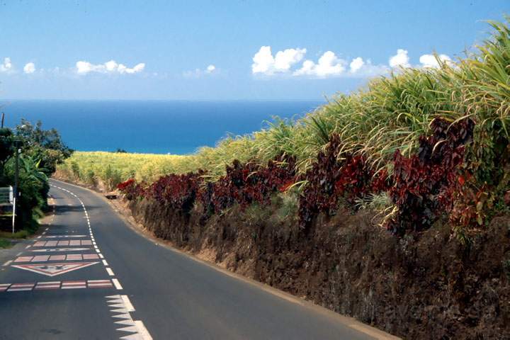 af_la_reunion_004.JPG - Farbenfrohe Pflanzen an einer Strasse auf La Reunion