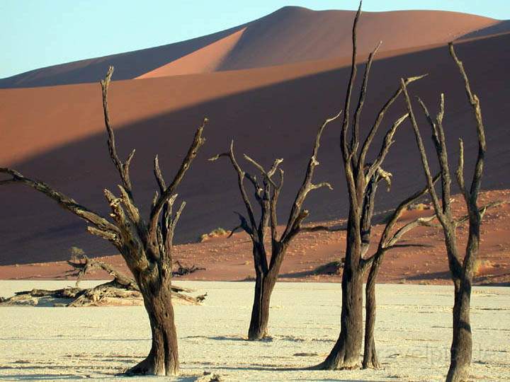 af_namibia_013.jpg - Dürre Bäume in der Wüste von Namibia
