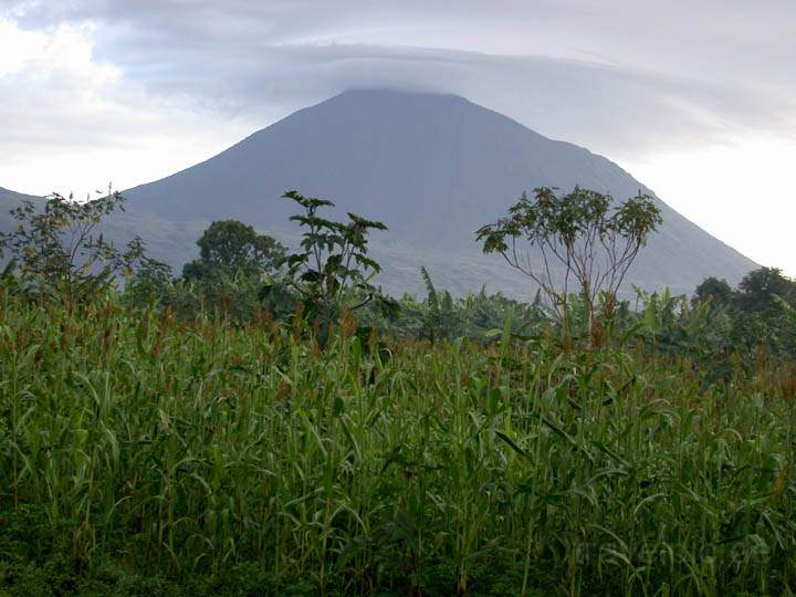af_rwanda_008.jpg - Der Urwald von Rwanda, Afrika