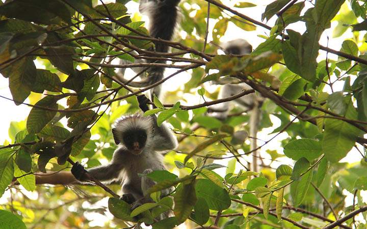 af_tz_jozani_np_007.jpg - Einer der roten Colobusaffen - eine endemische Affenart - beim Spielen in den Bäumen