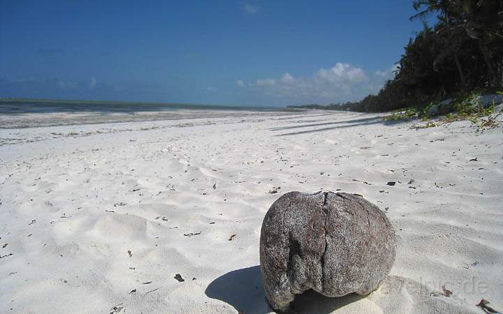 af_tz_ostkueste_004.jpg - Eine Kokosnuss am Oststrand von Sansibar