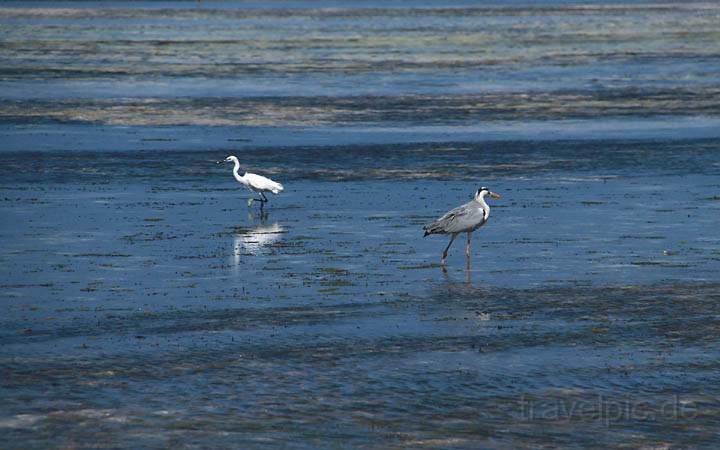 af_tz_ostkueste_005.jpg - Vögel im Wattenmeer an der Ostküste von Sansibar