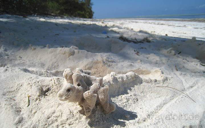 af_tz_ostkueste_007.jpg - Sandgebilde am Strand der Ostküste Sansibars