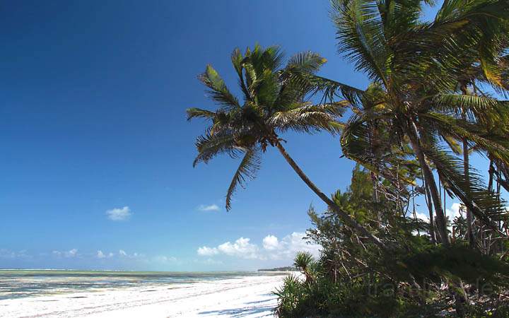 af_tz_ostkueste_008.jpg - Palmen, Strand und Sonne in Sansibar