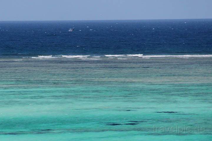 af_tz_ostkueste_012.jpg - Ein Orka im klaren Wasser der Ostküste von Sansibar