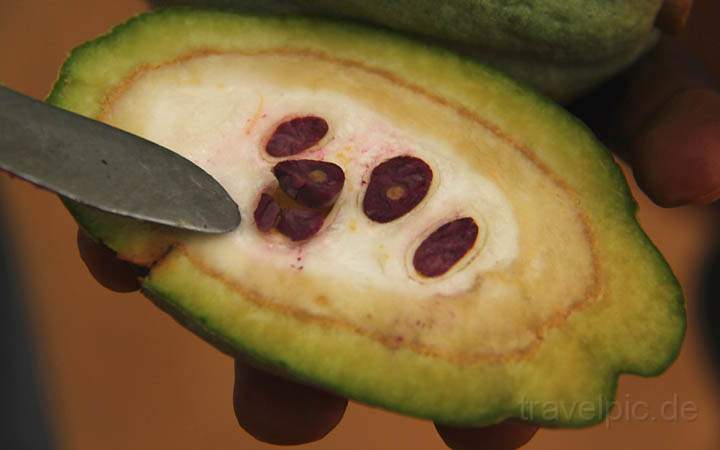 af_tz_spicetour_002.jpg - Eine aufgeschnittene Kakaofrucht mit Kakaobohnen und Fruchtfleisch