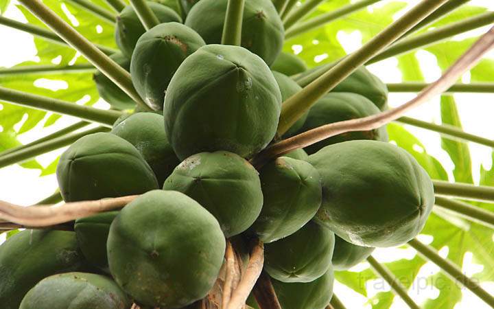 af_tz_spicetour_003.jpg - Papaya-Früchte hoch oben am Baum