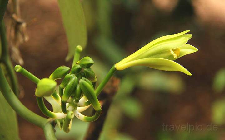 af_tz_spicetour_012.jpg - Die sehr empfindliche Vanille-Blüte, die erst nach 5 Jahren das erste Mal blüht