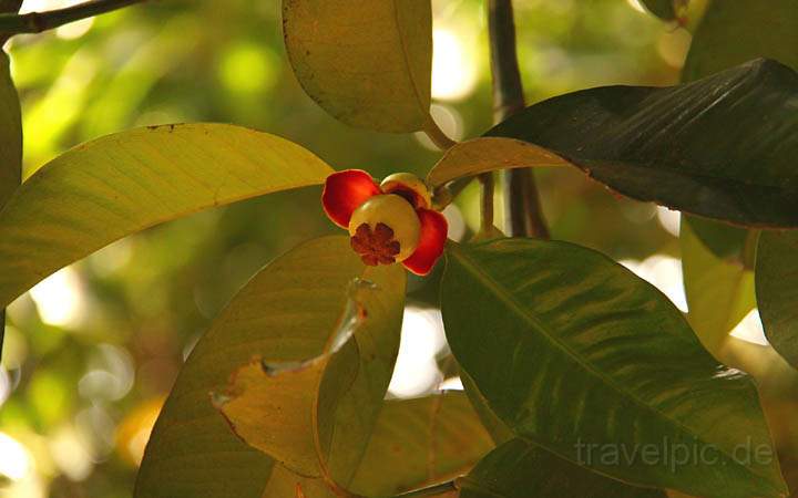 af_tz_spicetour_013.jpg - Der Fruchtstand des tropischen Mangostanbaumes