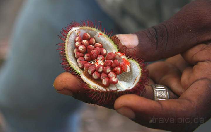 af_tz_spicetour_017.jpg - Der Samen dieser Lipstick-Pflanze wird von den einheimischen Frauen als Lippenfarbe genutzt