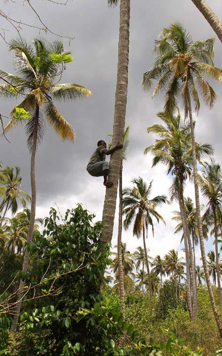 af_tz_spicetour_019.jpg - Unser Guide klettert auf die Palme um eine frische Kokosnuss zu ernten