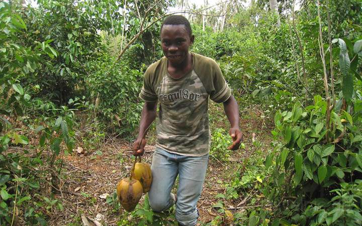 af_tz_spicetour_020.jpg - Die gerade frisch geernteten Kokosnüsse werden jetzt zum Probieren vorbereitet