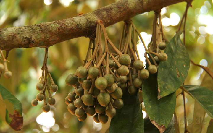 af_tz_spicetour_024.jpg - Die noch jungen Früchte des Durian-Baumes