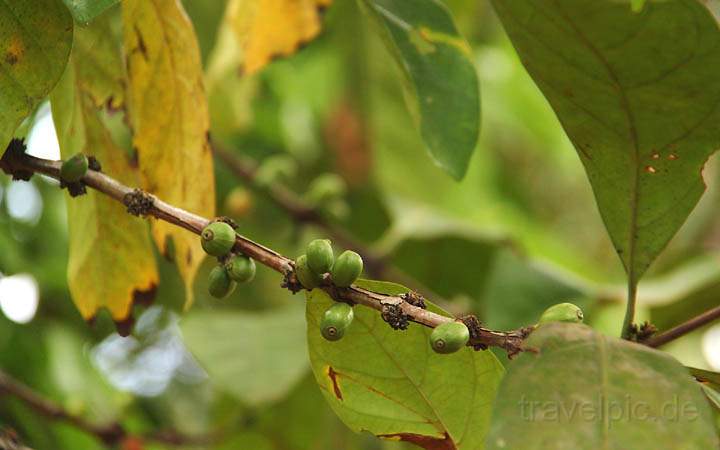 af_tz_spicetour_023.jpg - Die Kaffeesorte Arabica wächst bei dem tropischen Klima auf Sansibar