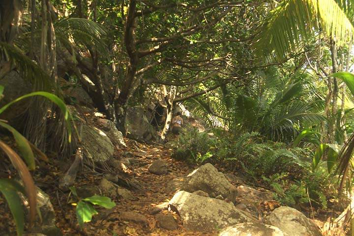 af_sey_la_digue_032.jpg - Beim Jungle-Walking durch das grne Innere der Insel La Digue