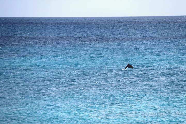 af_sey_la_digue_040.jpg - Ein Delphin nur 50 m vor dem Strand Anse Patates auf La Digue