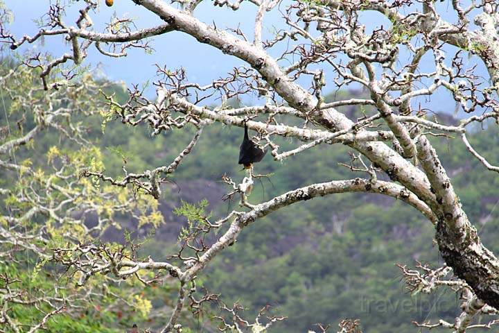 af_sey_la_digue_042.jpg - Ein fliegender Hund auf einem Baum auf La Digue, Seychellen