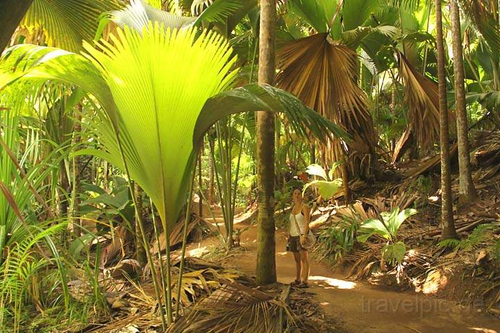 af_sey_praslin_007.jpg - Noch junge Bltter der Seychellenpalme auf der Insel Praslin