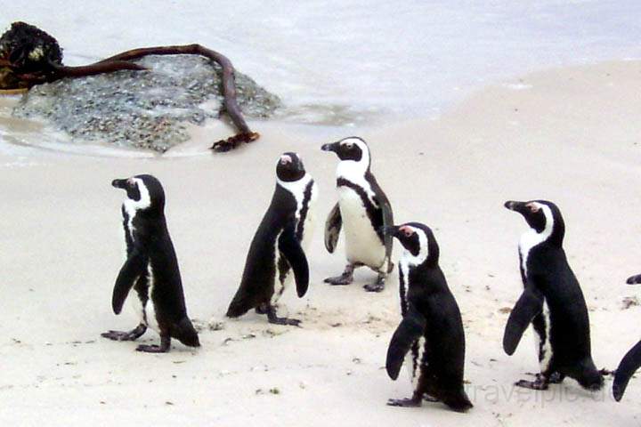 af_suedafrika_008.jpg - Pinguine bei Simons Town (Boulders)