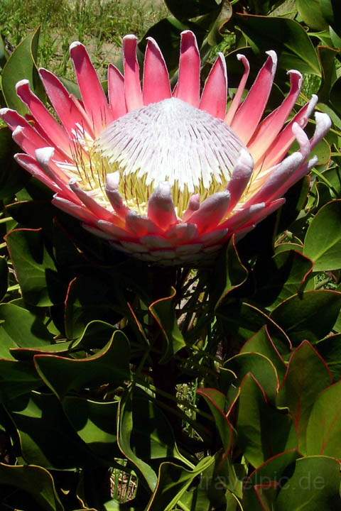 af_suedafrika_014.jpg - Protea in Franschhoek