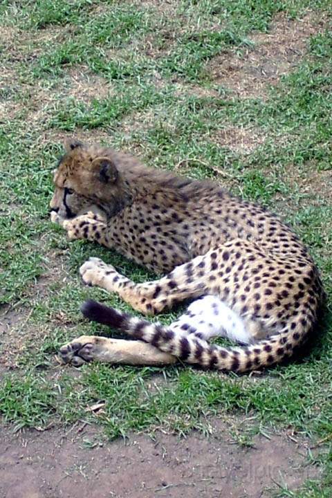 af_suedafrika_021.jpg - Gepard im Camgo Wildlife Ranch in Budshorn