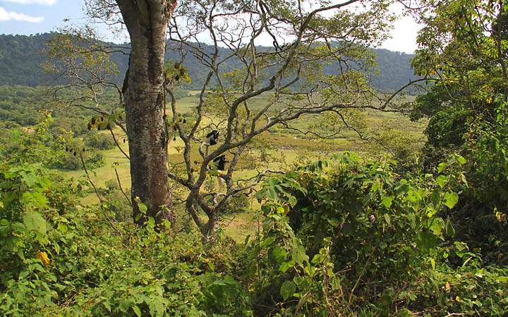 af_tz_arusha_np_001.jpg - Der Blick in die Tiefebene im gruenen Arusha National Park