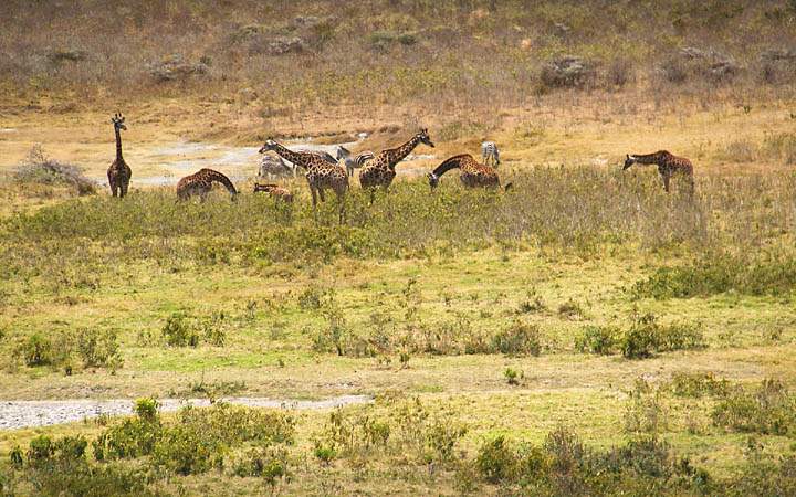 af_tz_arusha_np_007.jpg - Giraffen, Zebras und Affen friedlich zusammen beim Grasen