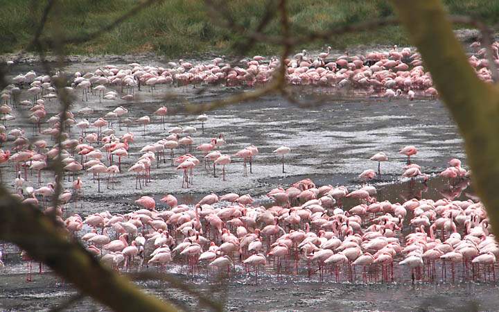 af_tz_arusha_np_010.jpg - Jede Menge Flamingos