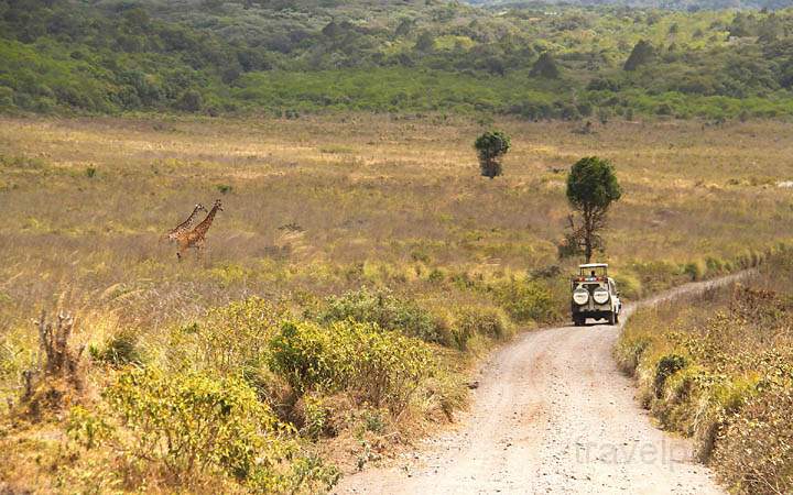 af_tz_arusha_np_013.jpg - Giraffen und Safarie-Urlauber - wer beobachtet wen