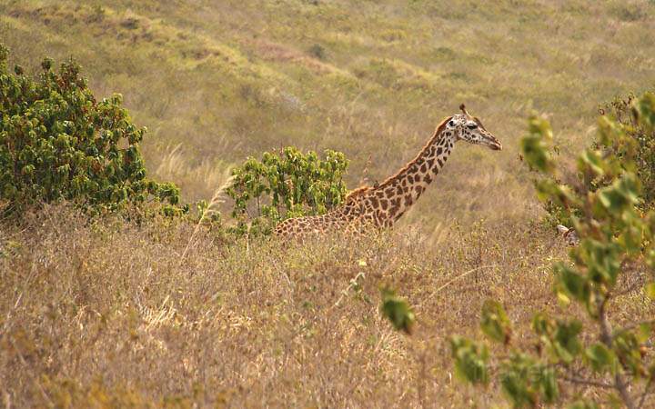 af_tz_arusha_np_014.jpg - Giraffe auf ihrem Streifzug durch das Dickicht