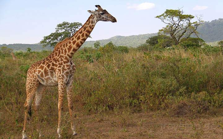 af_tz_arusha_np_015.jpg - Giraffe auf der Suche nach weiteren Akazienbäumen