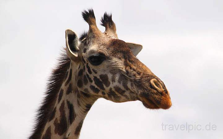 af_tz_arusha_np_016.jpg - Weibliche Giraffe im Nationalpark