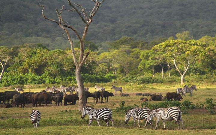 af_tz_arusha_np_019.jpg - Zebras und Büffel im Arusha Nationalpark