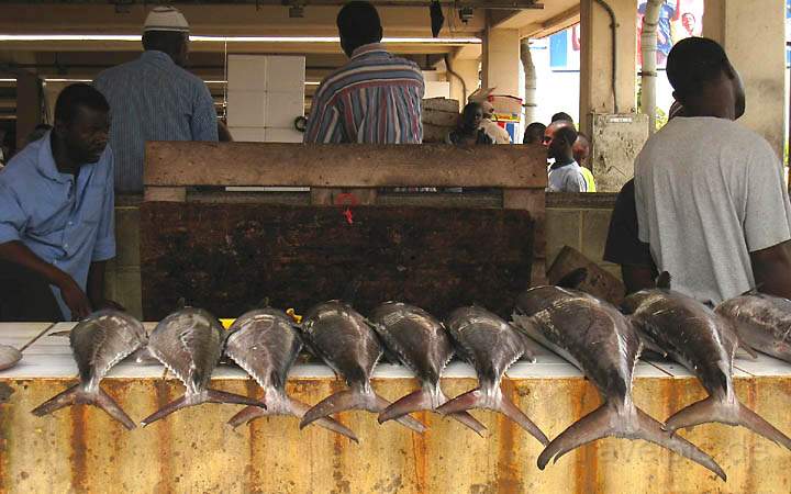 af_tz_dar_es_salaam_005.jpg - Fangfrische Thunfische am Hafen von Dar es Salaam