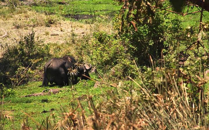 af_tz_lake_manyara_np_002.jpg - Ein grasender Büffel im Lake Manyara Nationalpark