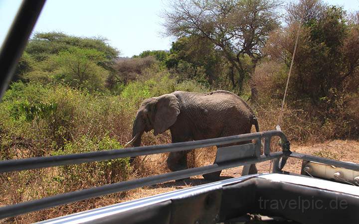 af_tz_lake_manyara_np_012.jpg - Vorsicht: "Elefanten-Crossing"
