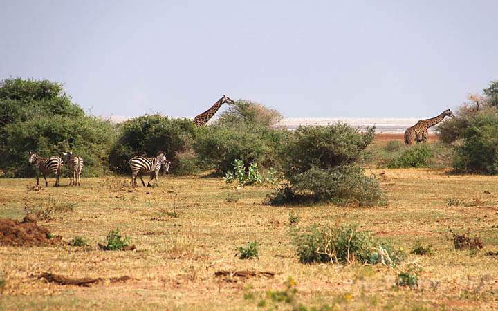 af_tz_lake_manyara_np_016.jpg - Zebras und Giraffen gemeinsam beim Grasen