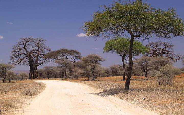 af_tz_tarangire_np_003.jpg - Landschaft im Tarangire Nationalpark in Tansania
