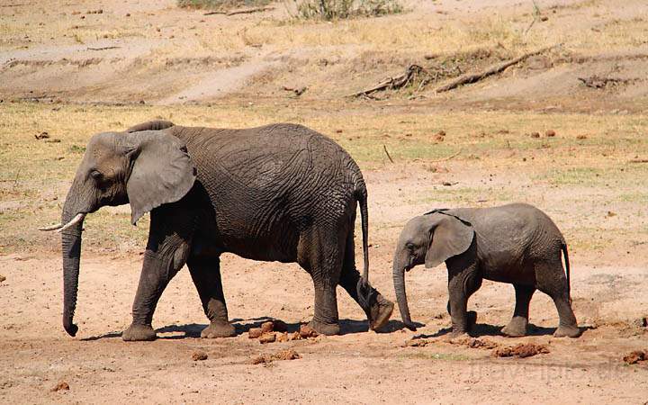 af_tz_tarangire_np_012.jpg - Ein Junges trottet seiner Elefantenmutter hinterher