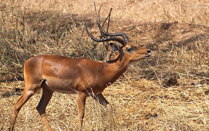 af_tz_tarangire_np_015.jpg - Männliche Schwarzfersenantilope (Impala) im Tarangire Nationalpark