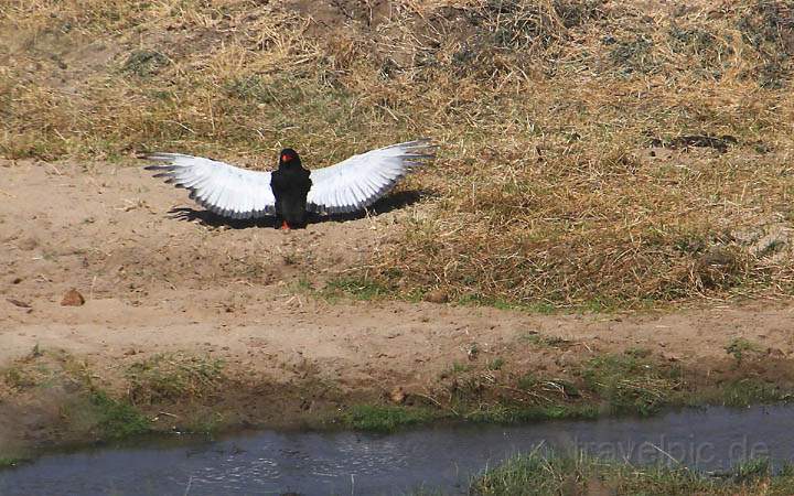 af_tz_tarangire_np_017.jpg - Ein Vogel beim Balzen im Tarangire Nationalpark