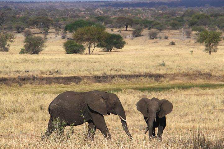 af_tz_tarangire_np_020.jpg - Zwei Elefanten in der Steppe des Tarangire Nationalparks