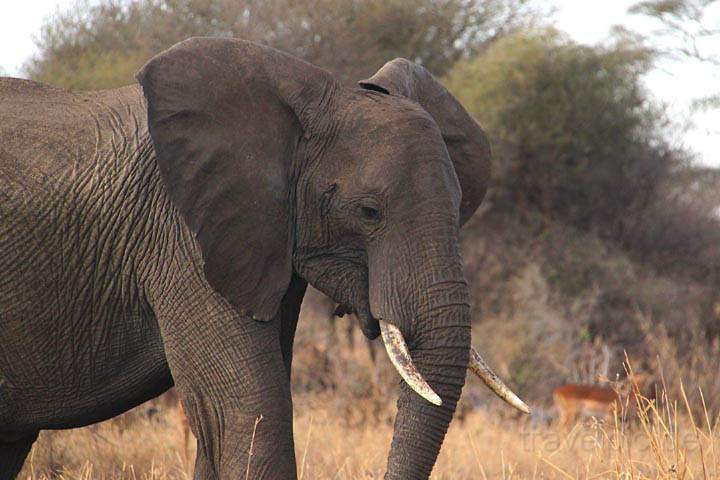 af_tz_tarangire_np_021.jpg - Eine große Elefantenkuh im Tarangire Nationalpark