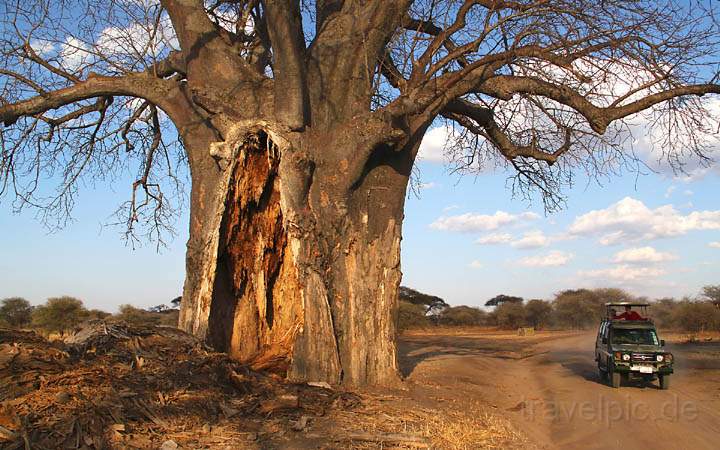 af_tz_tarangire_np_023.jpg - Ein Safari-Jeep wirkt klein neben einem Baobab-Baum