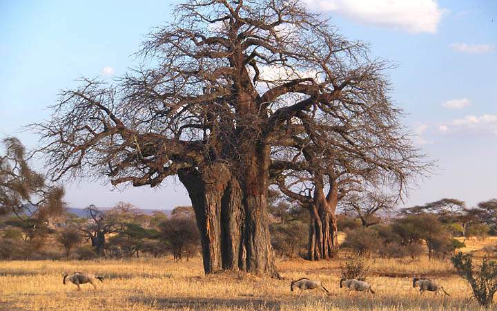 af_tz_tarangire_np_025.jpg - Eine Herde Gnus galopiert vor einem Baobal-Baum vorbei