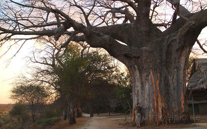 af_tz_tarangire_np_026.jpg - Der riesige Baobab-Baum in der Tarangire Lodge