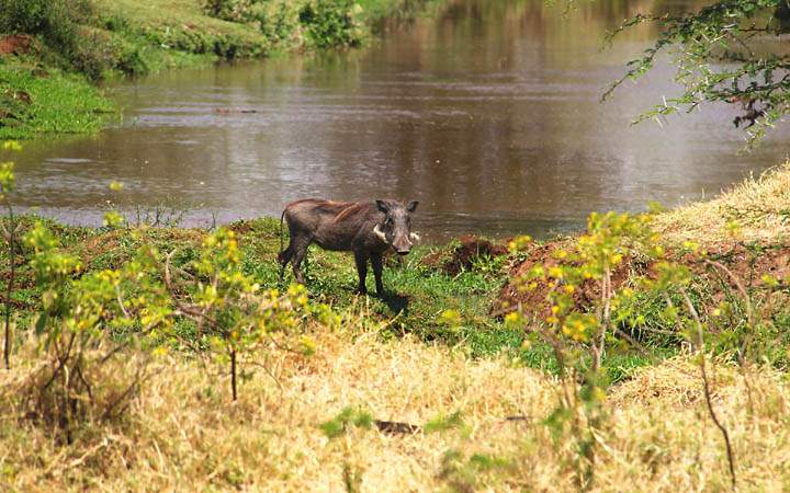 af_tz_lake_manyara_np_006.jpg - Ein Warzenschwein am Wasserlauf im Lake Manyara Nationalpark
