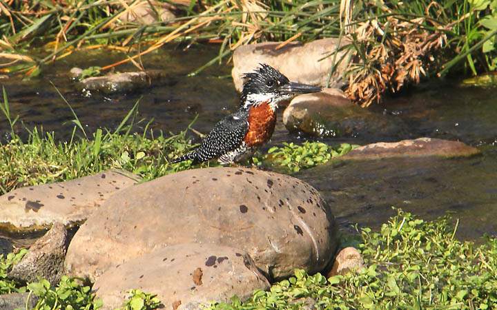 af_tz_lake_manyara_np_020.jpg - Ein Kingfisher/Eisvogel im Nationalpark