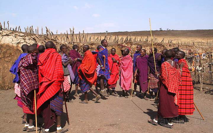 af_tz_ngorongoro_np_003.jpg - Ein Männertanz in einem Massai Dorf im Ngorongoro Nationalpark