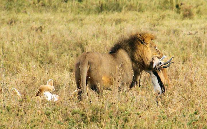 af_tz_serengeti_np_010.jpg - Ein männlicher Löwe bekommt die frisch gefangene Gazelle überlassen